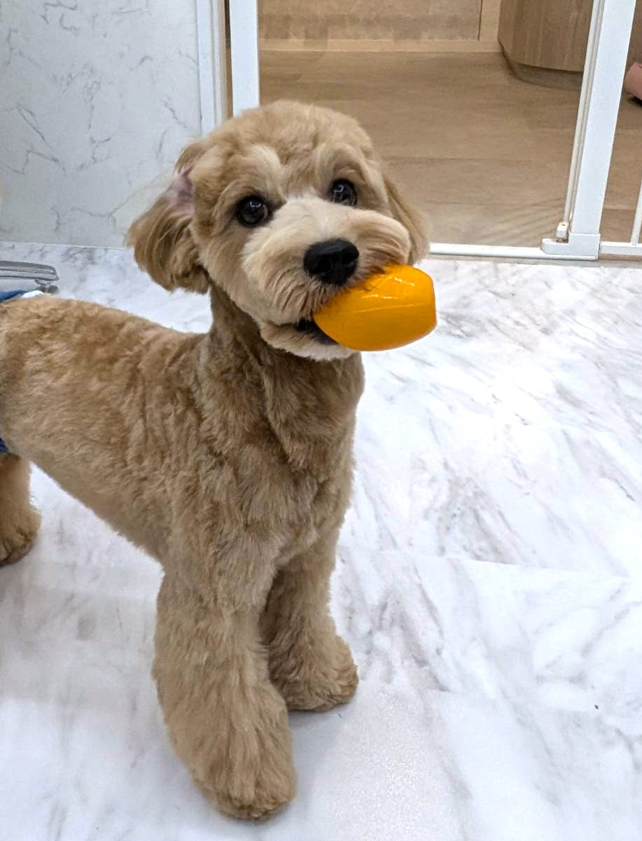 ALL PRODUCT – Dog Salon NT