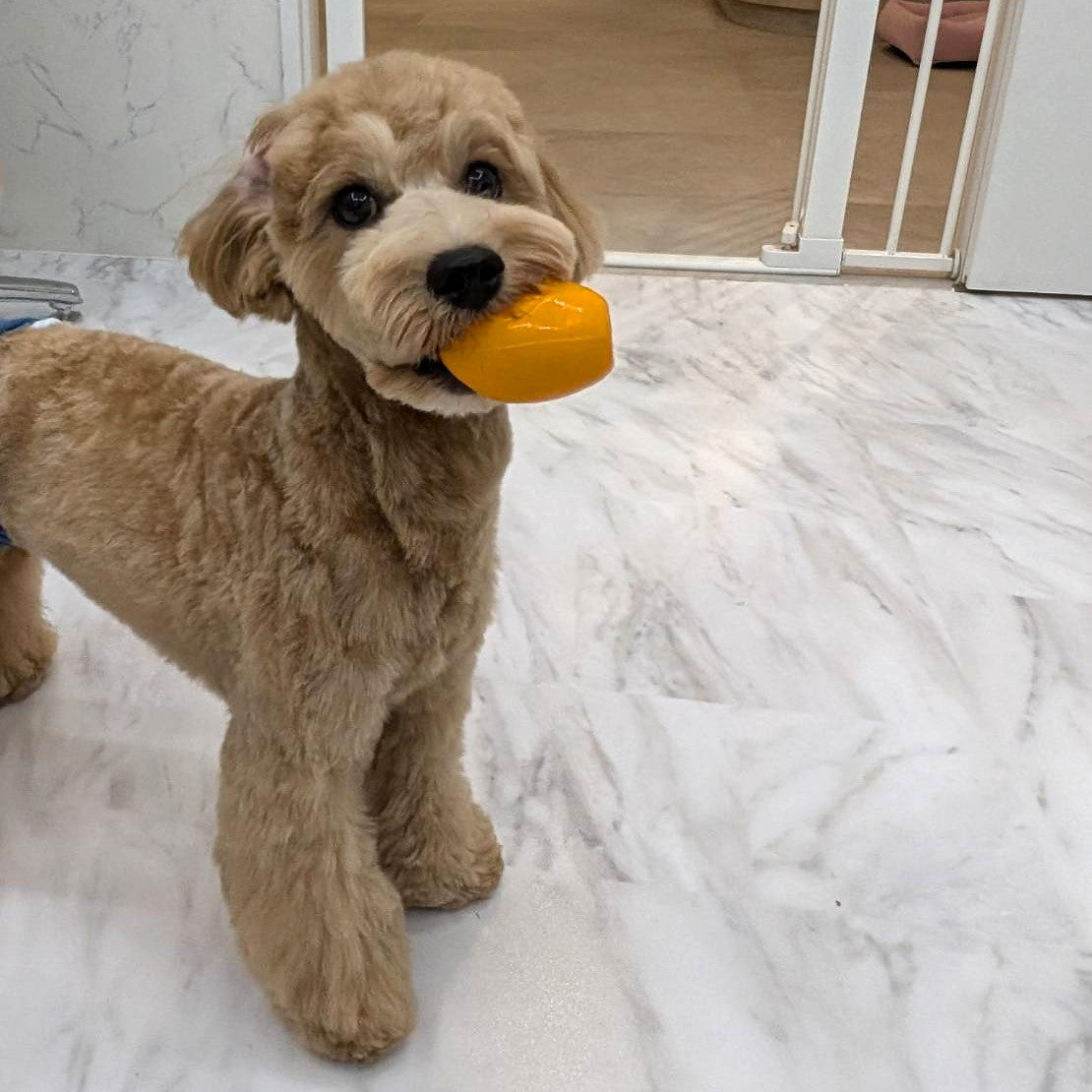 【LANCO】タマゴ S